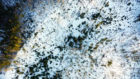 winter time in tatra mountain range with pine forest and snow, aerial