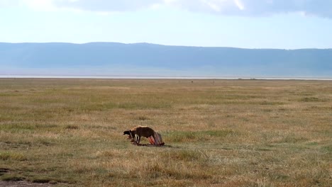 hyena digging its jaw into the rib bones of a buffalo with vulture behind