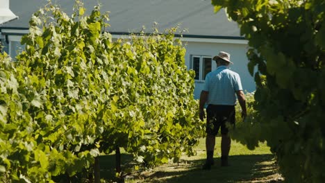 man checking the vineyard leaves in africa