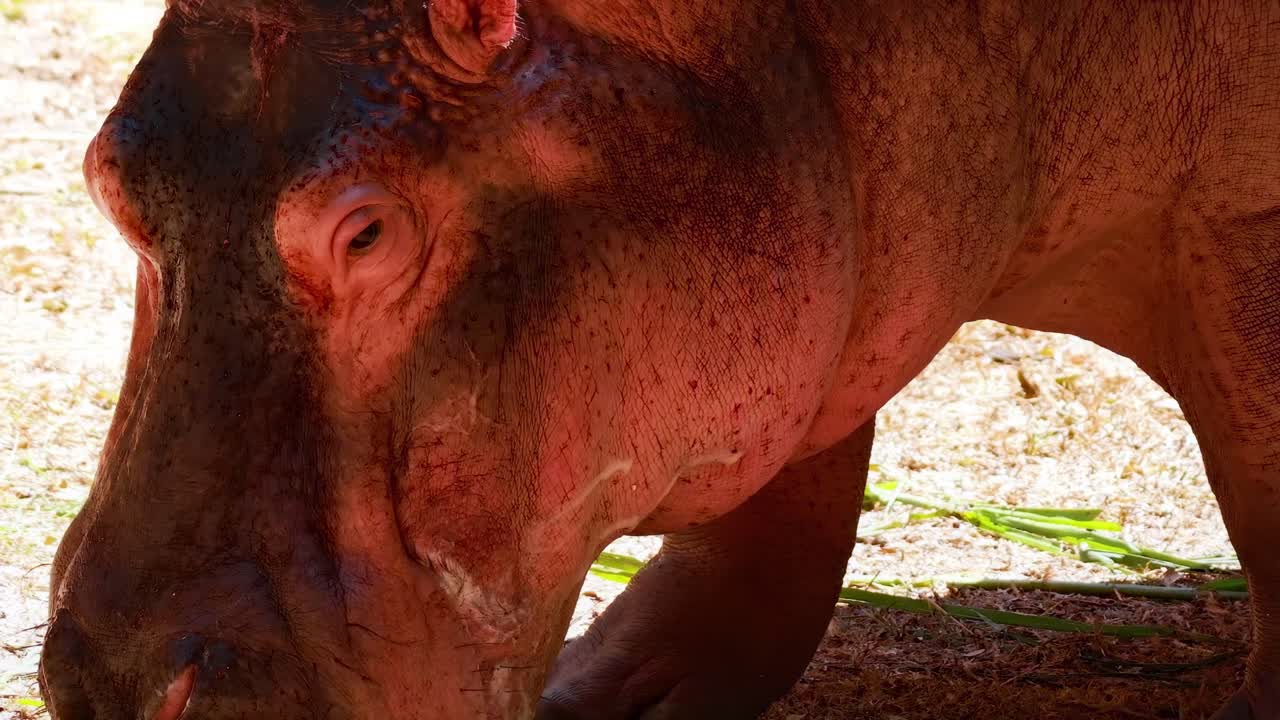 Detailed view of a hippopotamus feeding on grass, highlighting its textured skin and serene expression.