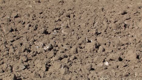 typical red soil in dry regions of california, usa