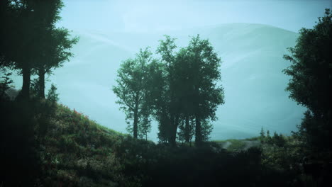 mañana brumosa en el bosque
