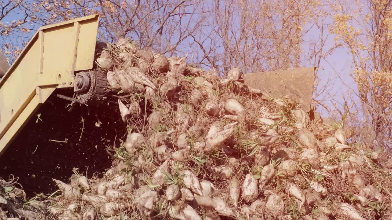 에 설탕 비트 어리: 의 가장자리에 있는 클램프에서 도로에 있는 트럭으로 설탕 비트를 청소하고 로딩하는 자기 추진 기계.