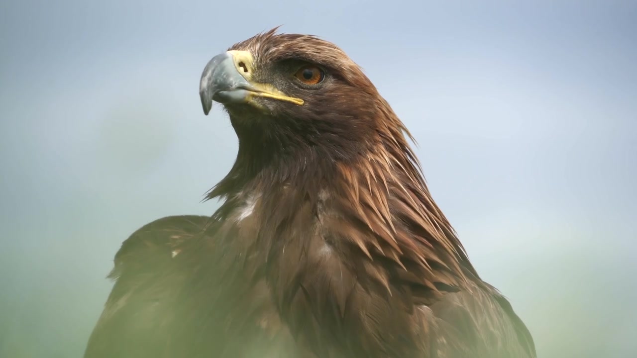 Ritratto ravvicinato di una maestosa aquila reale