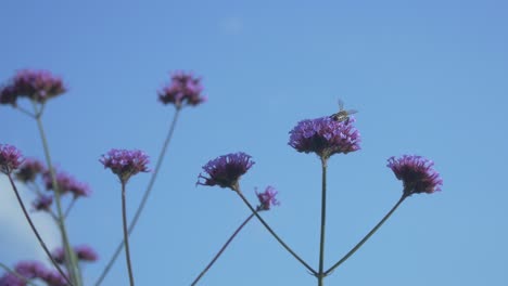 abeja de miel en una flor alta que se balancea