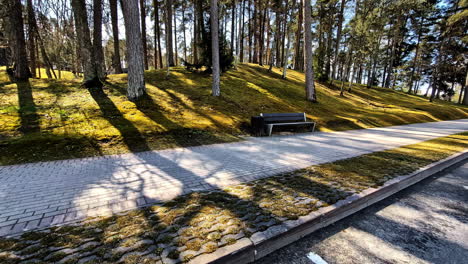 empty bench in shadowed park sidewalk through pine trees on golden hour