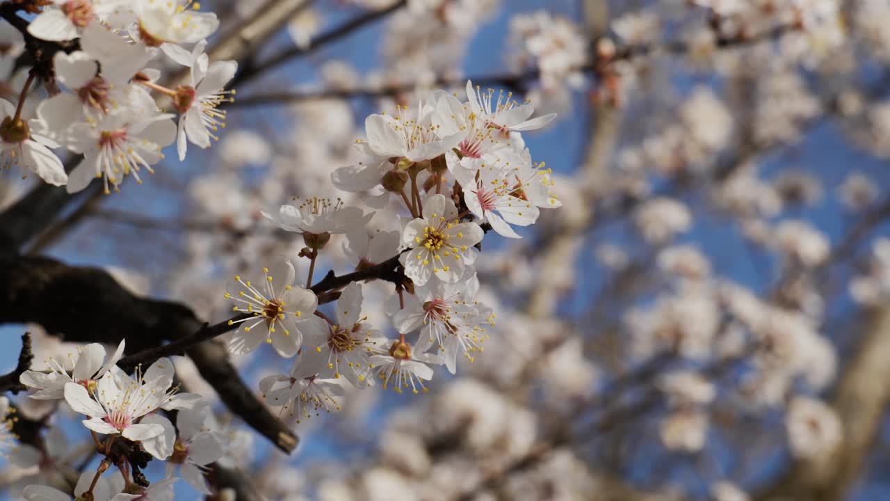 Primo piano verticale di fiori bianchi di albero all'inizio della primavera