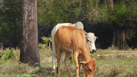 cows eating - matting -tress - grass