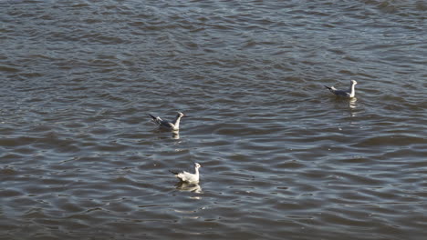 Gaviotas-Flotando-En-El-Agua-En-El-Río-Támesis,-Londres