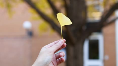 hand holding a ginkgo leaf outdoors