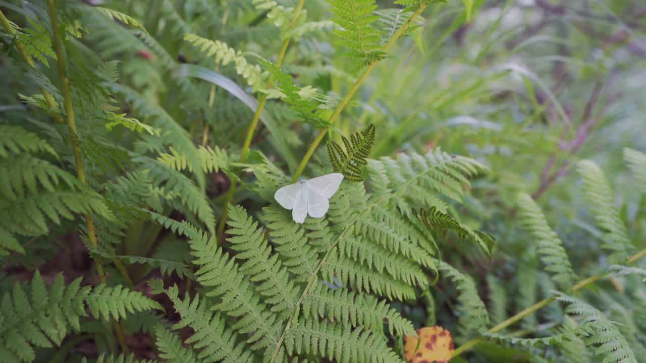 mariposa blanca posada sobre follaje de helecho en el bosque de la montaña katthammaren en molde, noruega