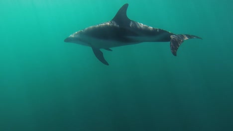 delfines oscuros nadando bajo el agua, plano medio, cámara lenta