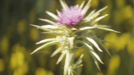 Nahaufnahme-Der-Blume-An-Einem-Sonnigen-Tag