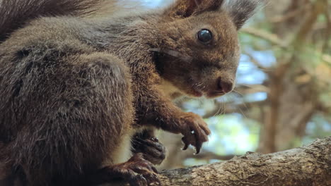 red squirrel eating and dropped the hazelnut from the tree