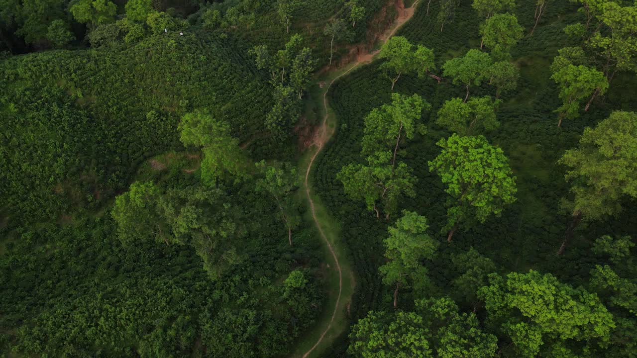 finca de té verde en las tierras altas de bangladesh, vista aérea ascendente