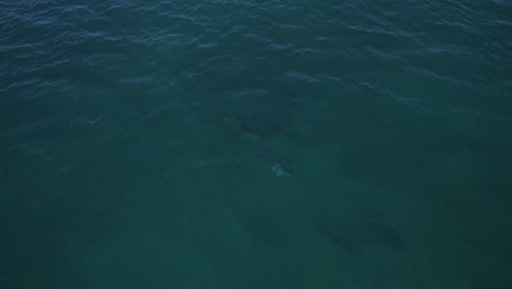 Große-Tümmler-Schwimmen-Unter-Dem-Blauen-Wasser