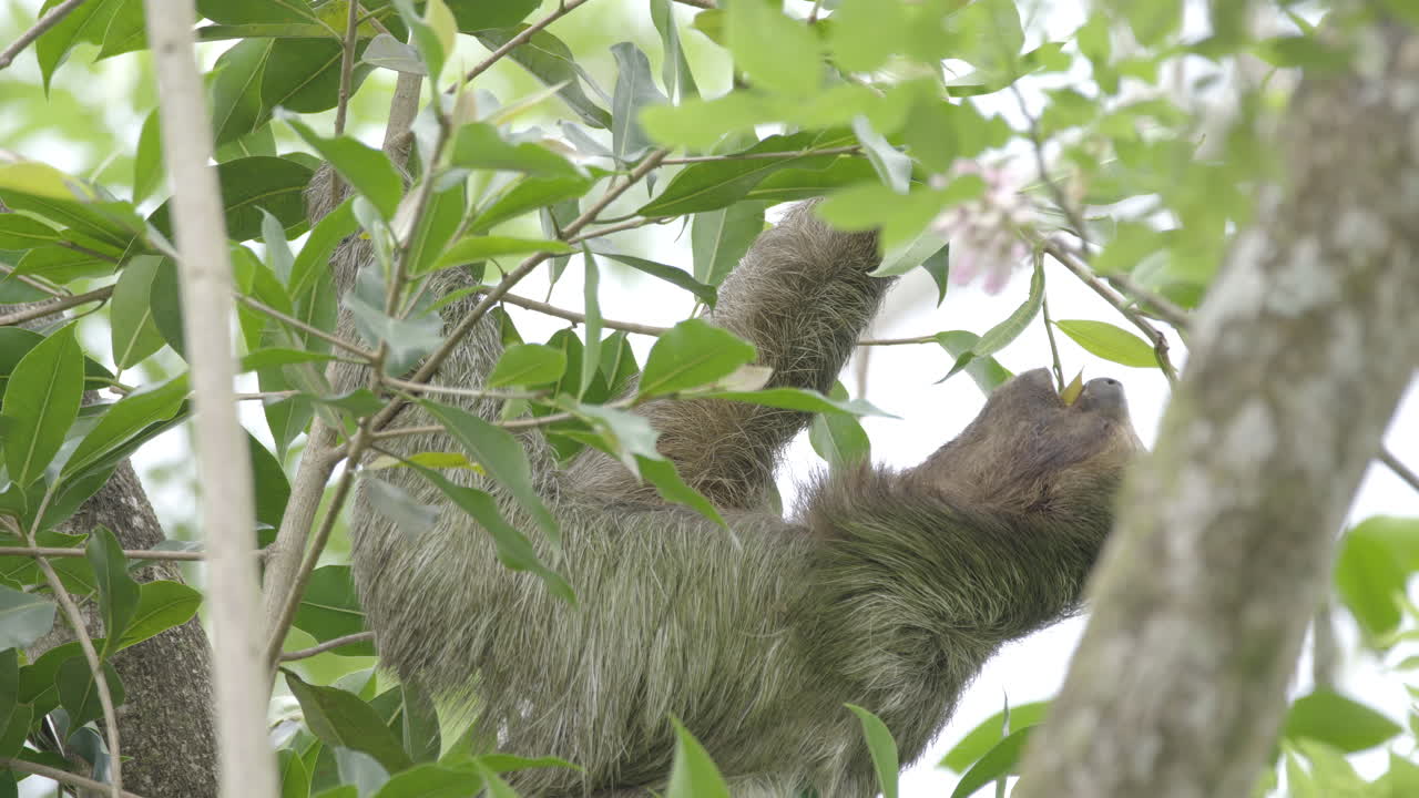 adorable perezoso de tres dedos comiendo hojas verdes suculentas, tiro estático