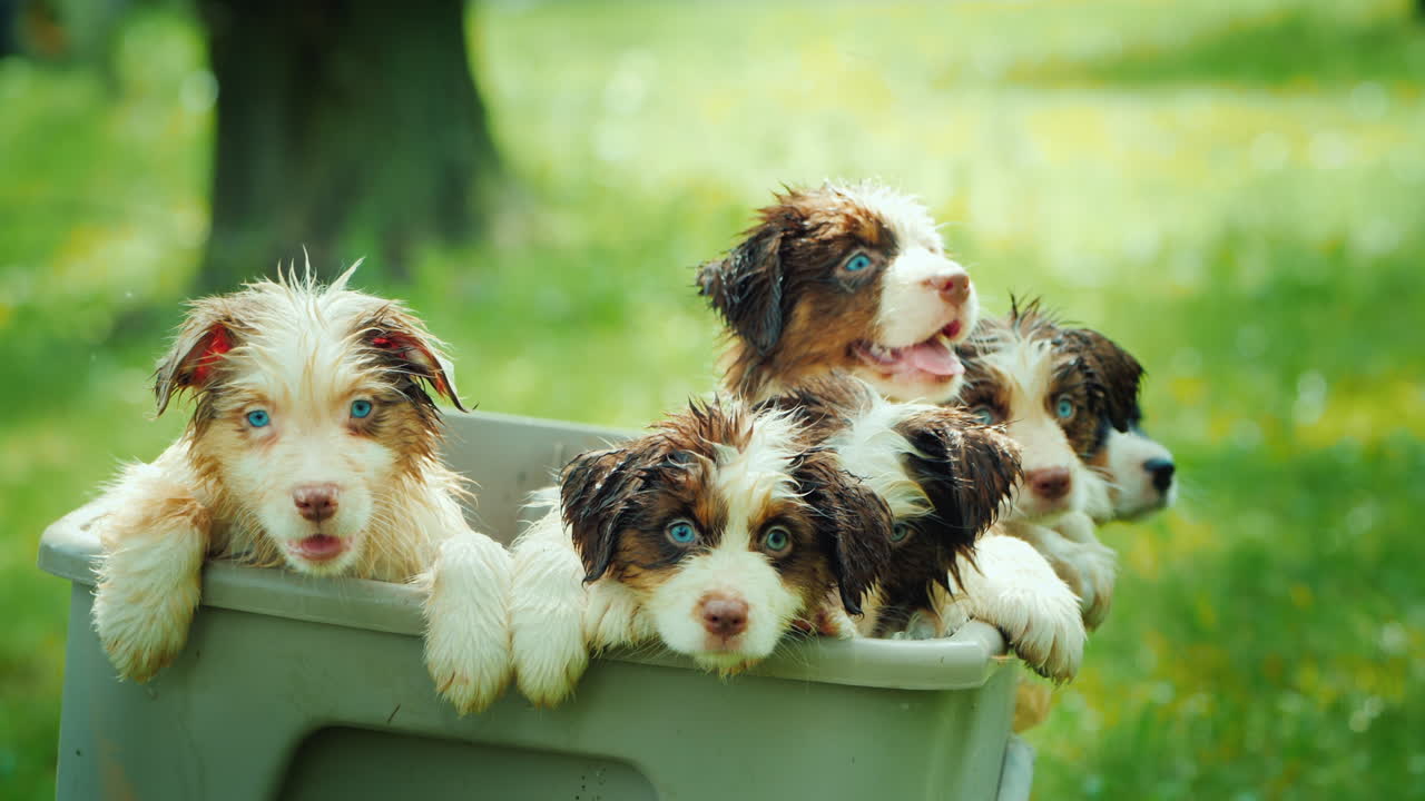 수영 후 바구니에서 몇 마리의 강아지가 엿보입니다.