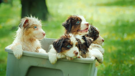 Several-Puppies-Peek-Out-From-The-Basket-After-Swimming