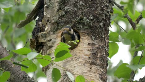 great spotted woodpecker in-out of dug nest hole on swedish birch tree