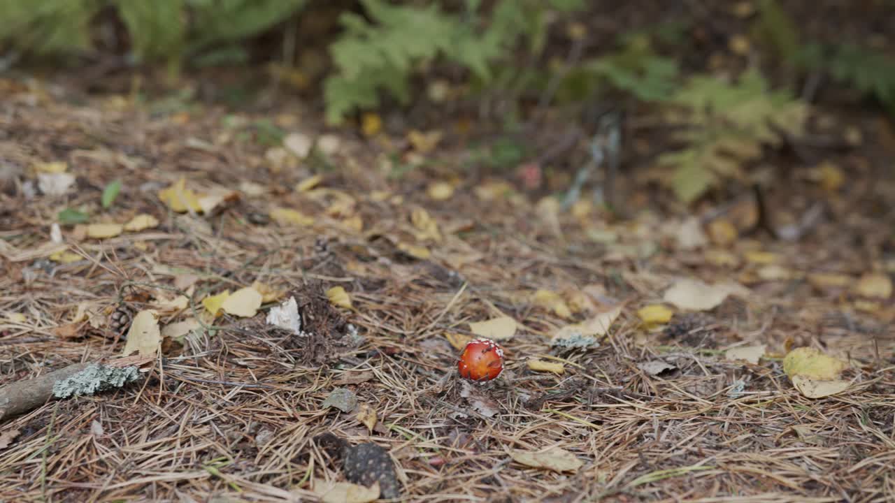 hongos tóxicos rojos en un movimiento panorámico del suelo del bosque.