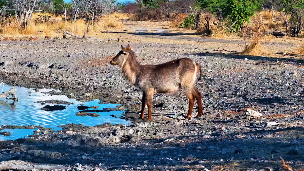 A wild female waterbuck stands cautiously at a watering hole in a dry, African landscape