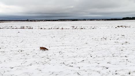 Wandernder-Schneefuchs-Macht-Einen-Spaziergang-Durch-Die-Winterlandschaft