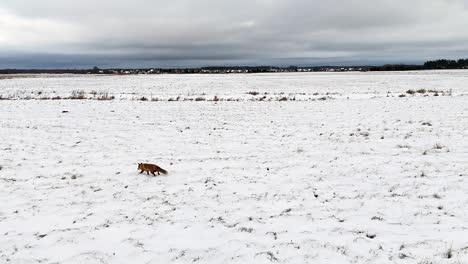 wandering snow fox takes a walk through the winter landscape