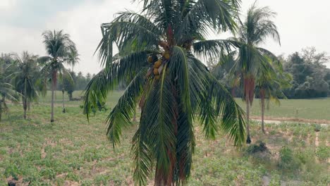 high palm tree with long leaves against moving scooter