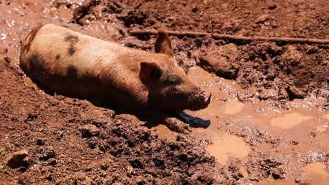 a pig relaxes and wallows in muddy terrain.