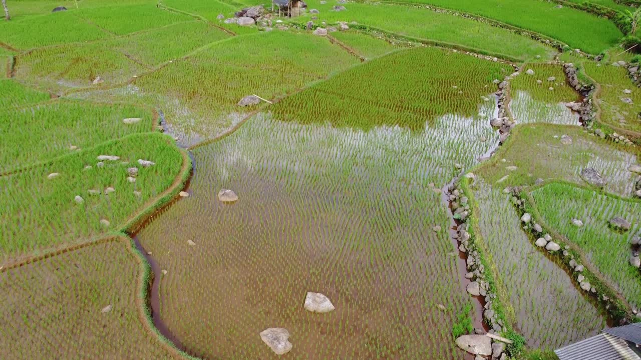 disparo de drones siguiendo la extensión de los campos de arroz verde durante el día