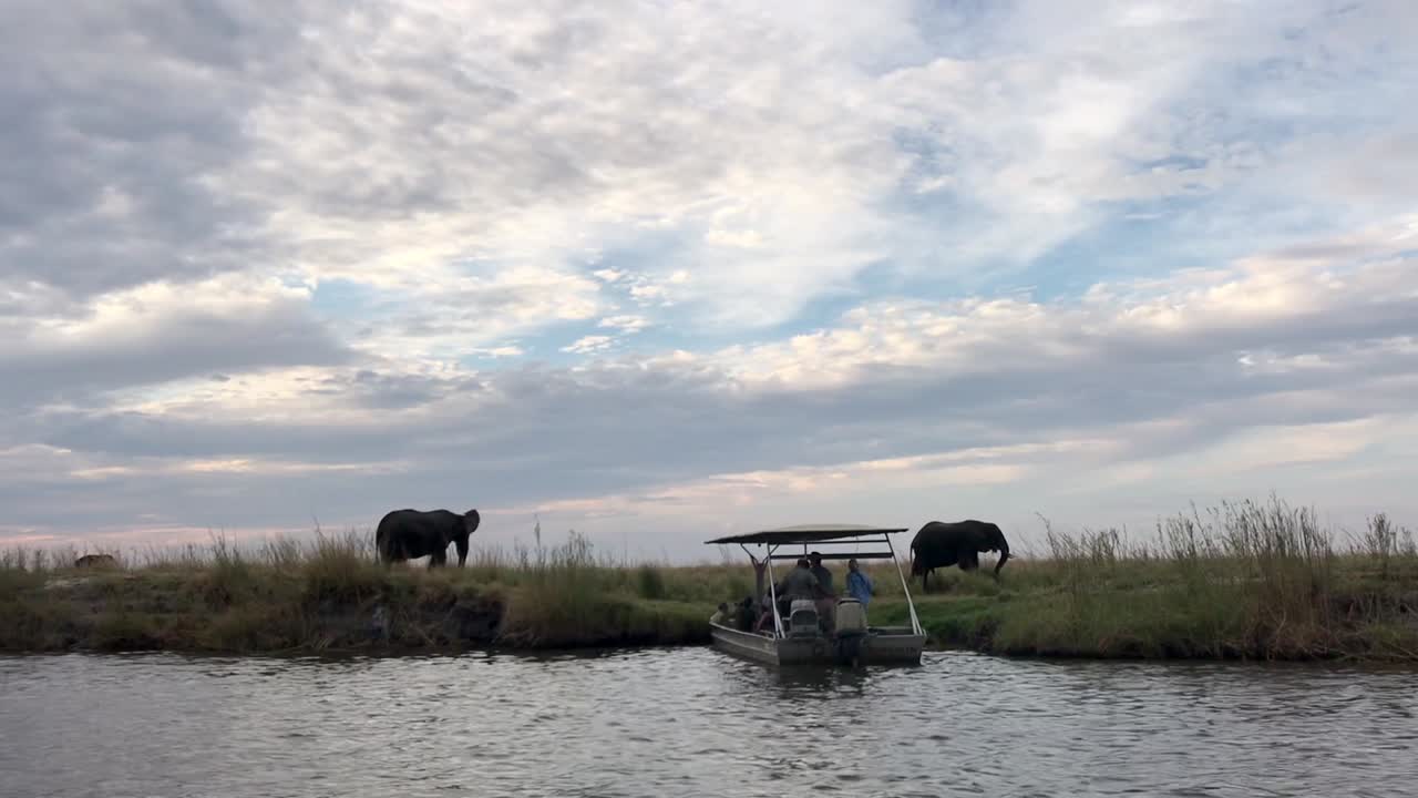 los patrocinadores del safari fotográfico fotografían a dos elefantes africanos del río chobe