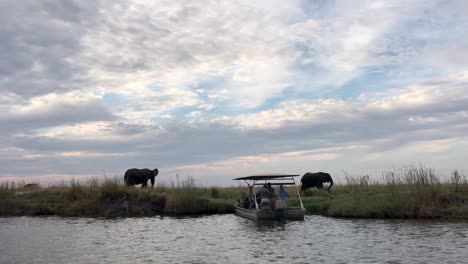 Los-Patrocinadores-Del-Safari-Fotográfico-Fotografían-A-Dos-Elefantes-Africanos-Del-Río-Chobe