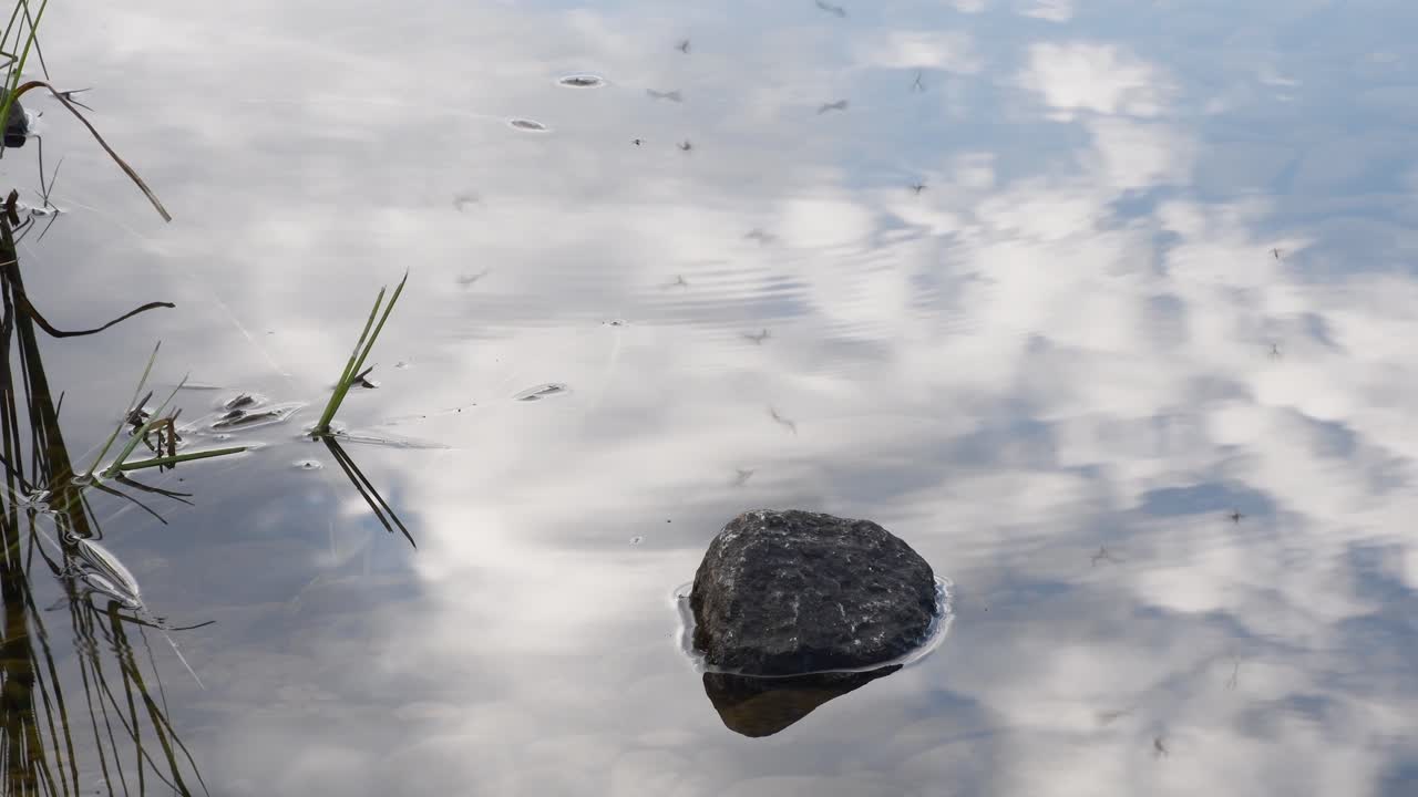 수면 위로 날아다니는 작은 모기