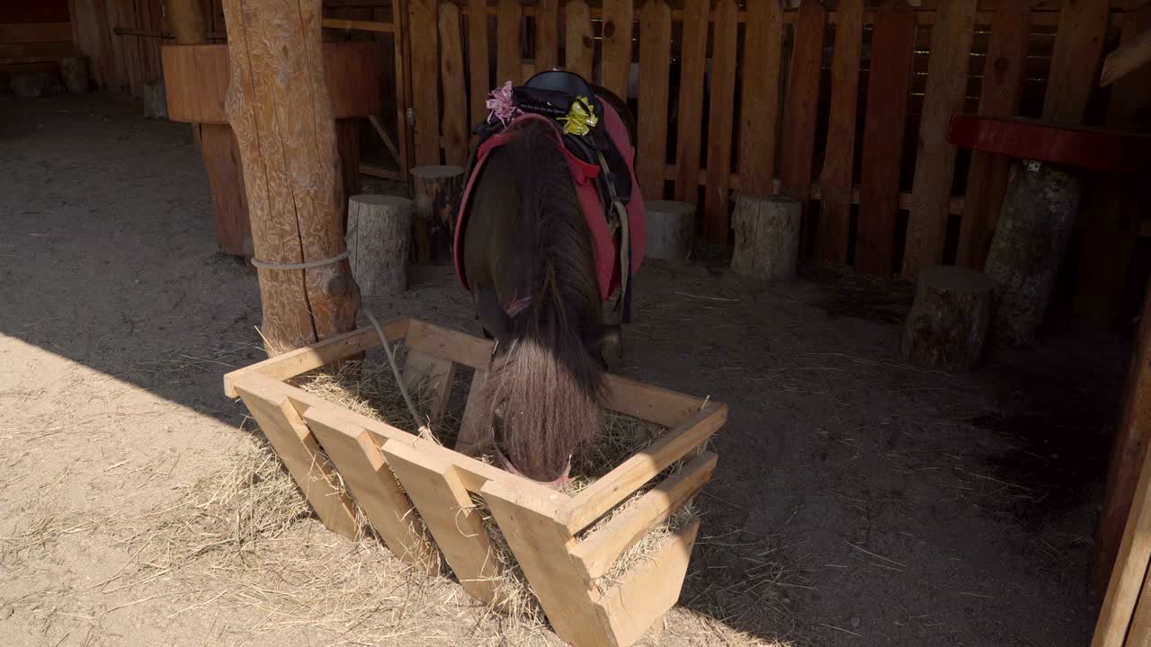 caballo pony en miniatura comiendo heno