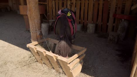 caballo pony en miniatura comiendo heno