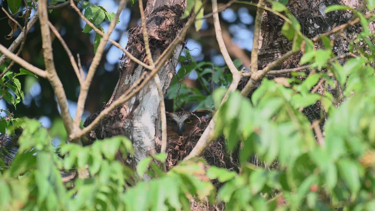 lechuza de pez buffy, ketupa ketupu, imágenes de 4k