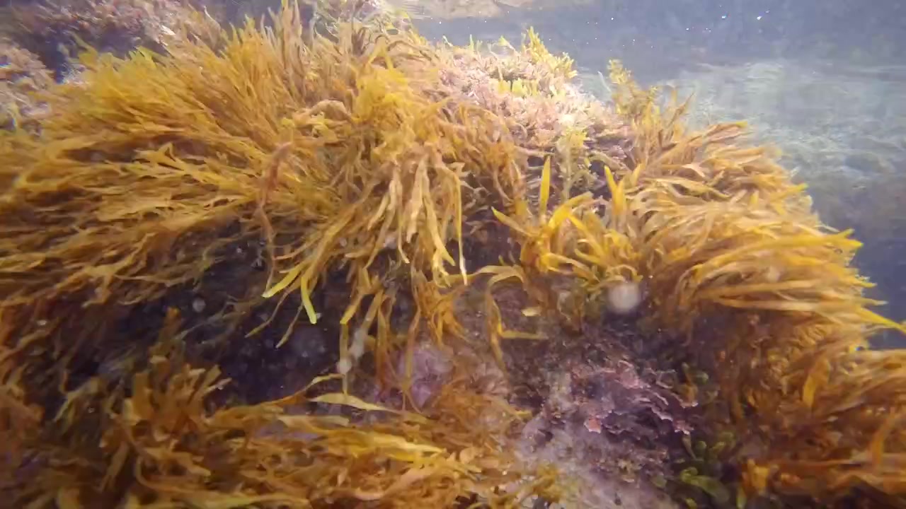 Wide underwater shot of rocky reef covered with golden seaweed in clear shallow ocean water with sunlight reflections