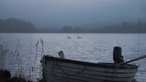 island shore two swans crossing lake beyond beached lake boat dusk