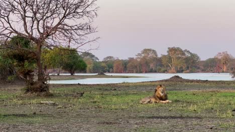 male lion poses proudly in liwonde national park, malawi.