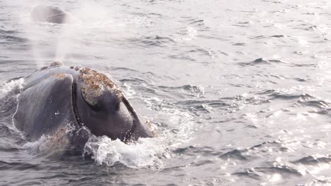 giant head of a southern right whale surfaces spurting out water and texture of its mouth and skin visible along with barnacles growing on its face