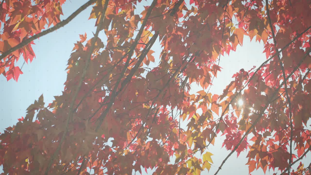 Autumn leaves starting bar chart fading, bars multiplying, line graph pulsing to show data trends