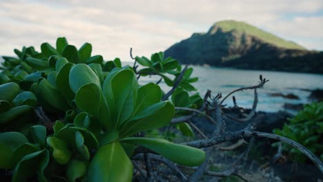 Tropical-green-plant-with-Hawaiian-landscape-and-waves-out-of-focus-behind