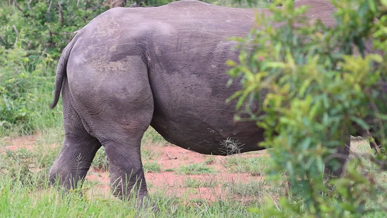 primer plano medio de un toro rinoceronte blanco caminando lentamente por el desierto de áfrica