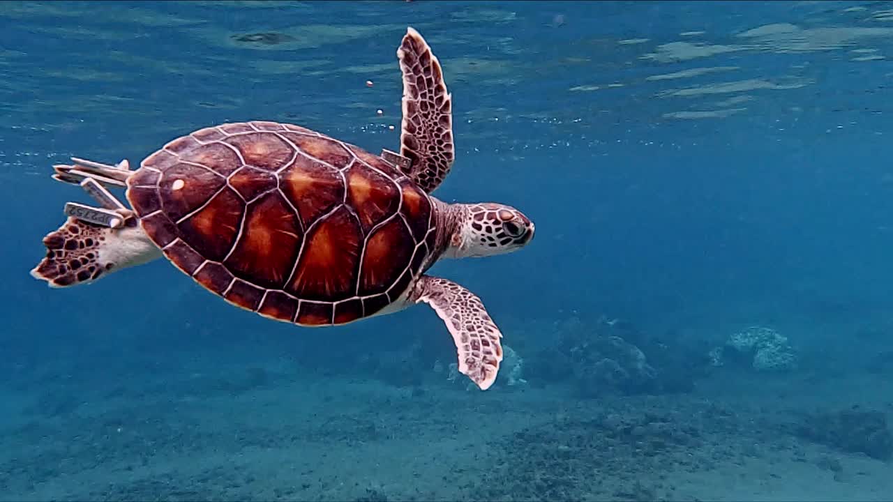 Sea Turtle Swimming Peacefully In Near The Surface Of The Water - Slow Motion Underwater shot