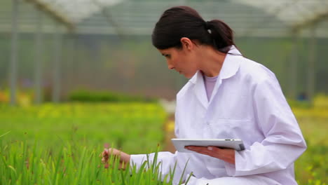 woman using a tablet pc at the greenhouse