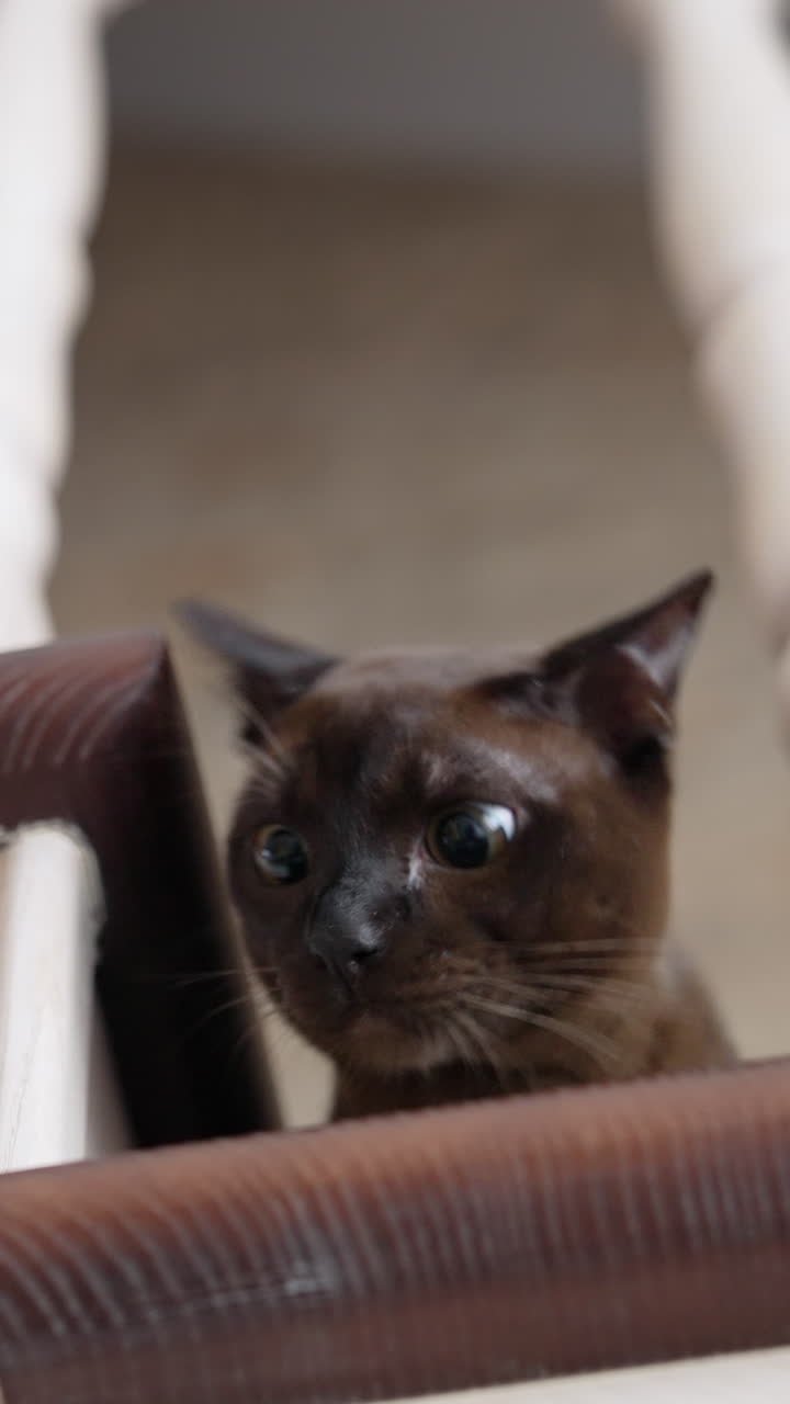 Amazing burmese kitten on stairs. Funny brown cat playing in the house. Head of a purebred kitten looks out from staircase trying to catch toy. Vertical video