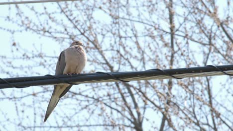 A-dove-perched-on-electrical-wires-with-a-tree-and-blue-sky-in-the-background