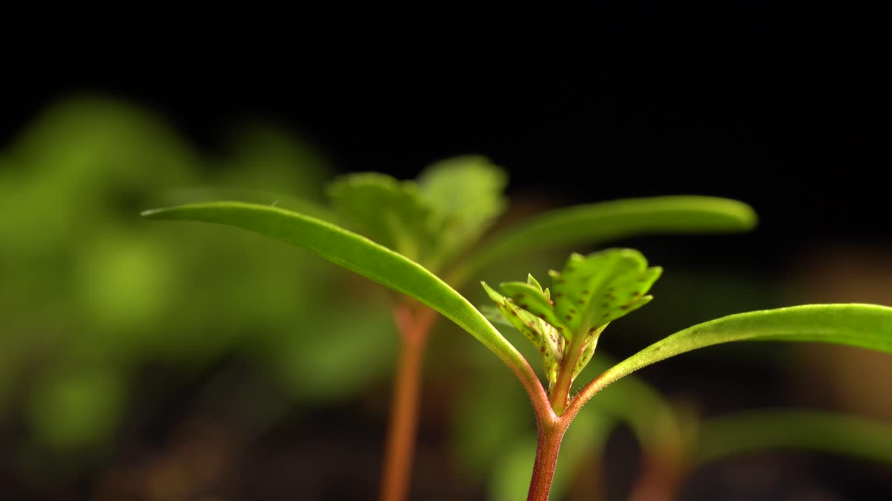 plántula de caléndula con cotiledones largos, hojas verdaderas con manchas rojas y tallo rojo, que crece en interiores entre otras plantas