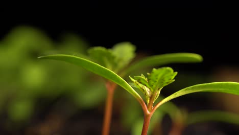 Marigold-seedling-with-long-cotyledons,-red-spotted-true-leaves,-and-red-stem,-growing-indoors-among-other-plants